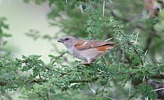 Swahili Sparrow